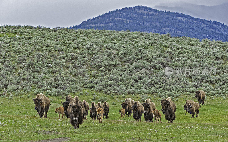 美国野牛(bison bison)，也被称为美国水牛，在怀俄明州的黄石国家公园大量发现。一群小动物。新出生的动物。